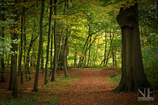 Herbststimmung im Schloßpark Benrath (Düsseldorf)