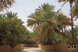 Oase in Al Ain, Emirat Abu Dhabi, Vereinigte Arabische Emirate (VAE)