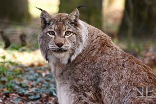 Luchs