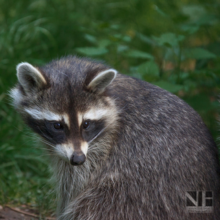 Waschbär