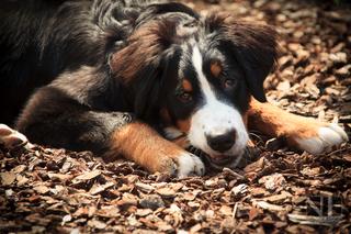 Berner Sennenhund