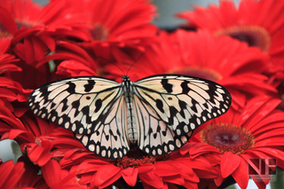 Tropischer Schmetterling (Singapur)