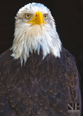 Weißkopf-Seeadler