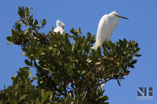 Seidenreiher (Florida)