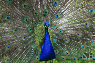 Pfau