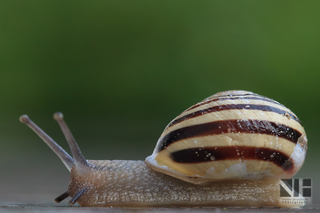 Schnecke