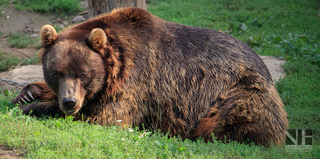 Kamtschatkabär