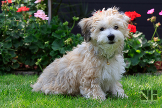 Junger Havanese(r)