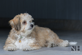 Junger Havanese(r)